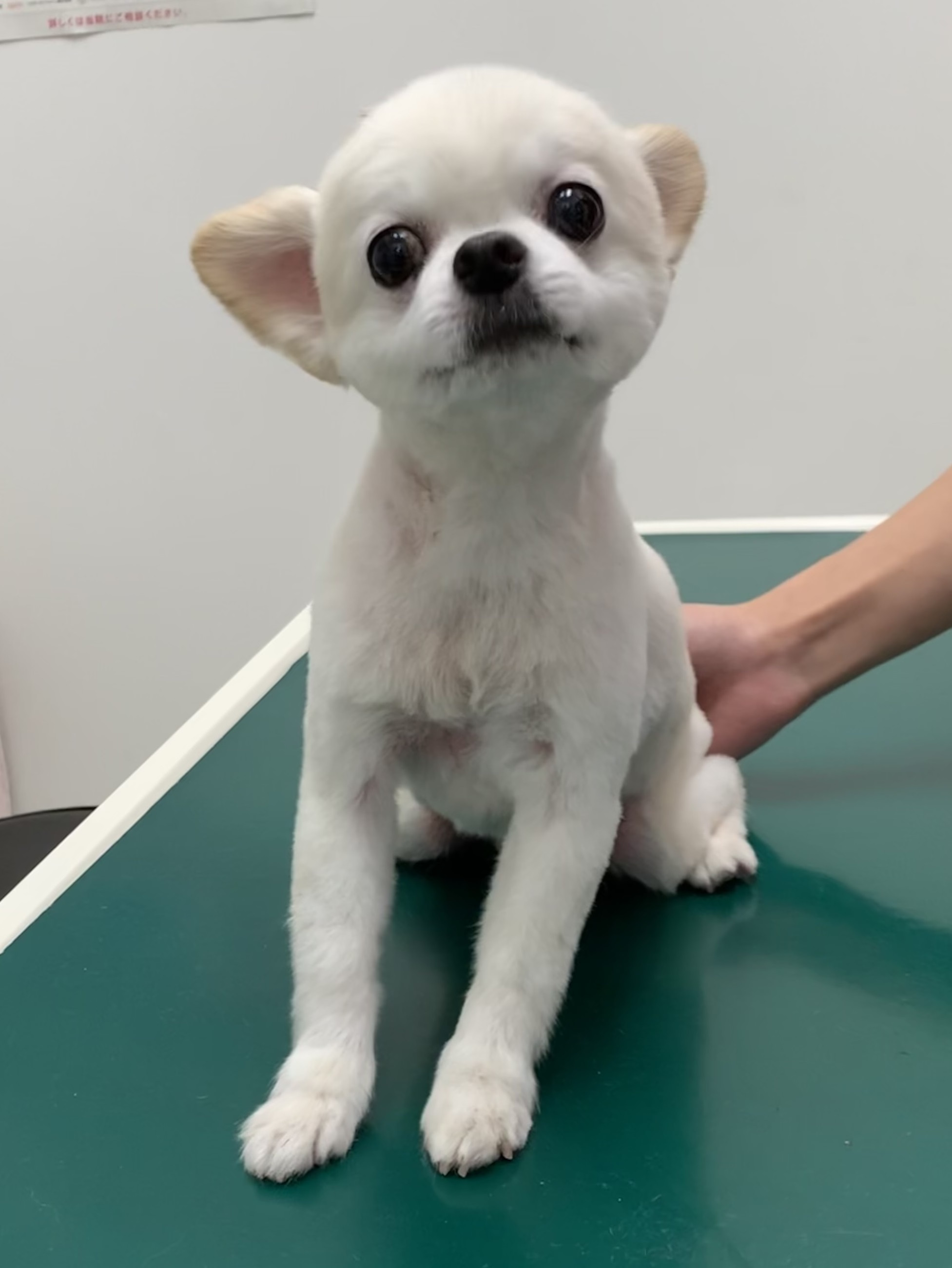 ノアくん