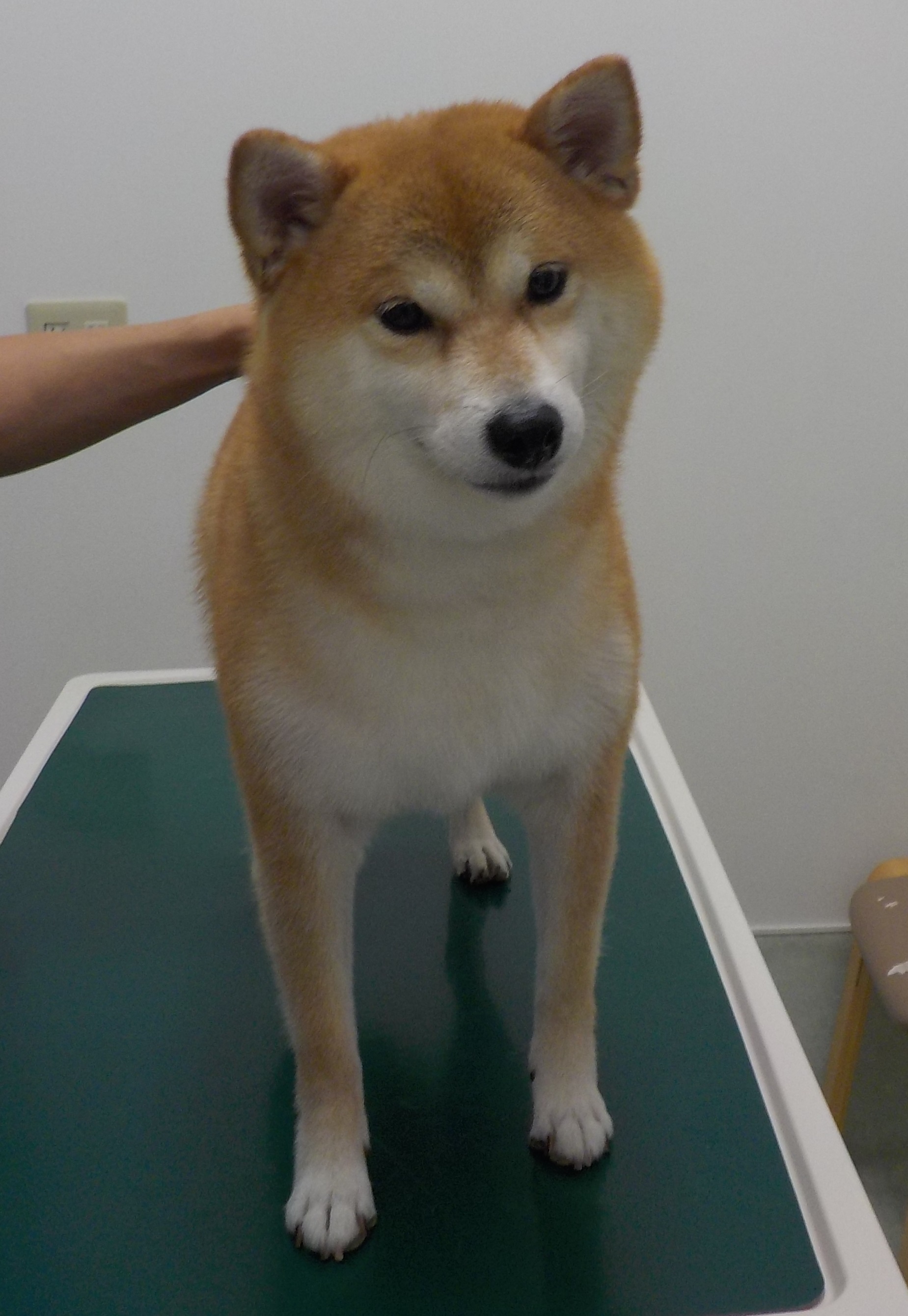 心愛ちゃん