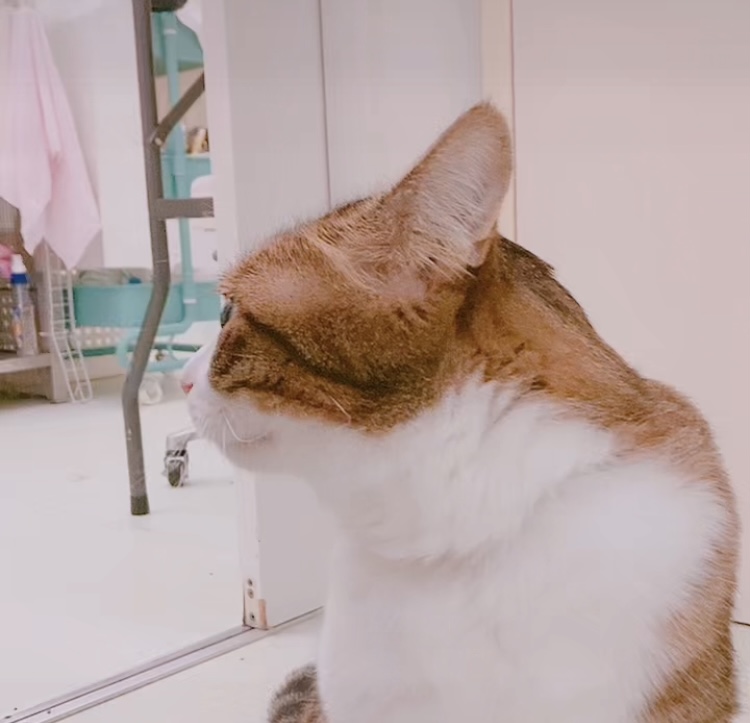 呆れ