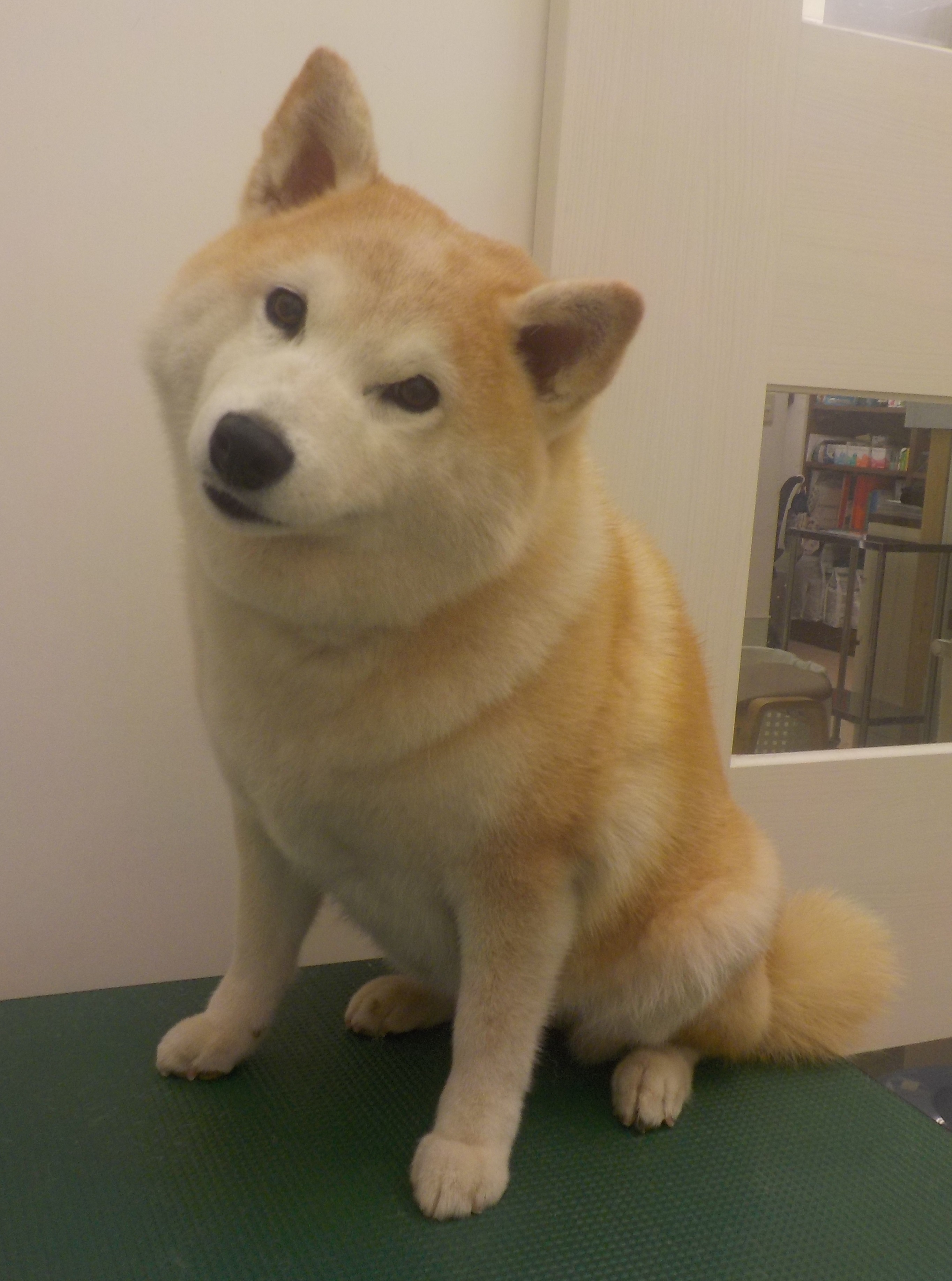 うめちゃん