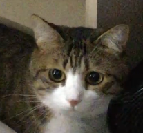 たれめ