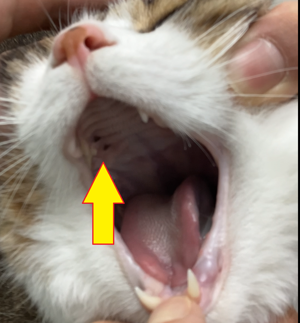 いや〜ん
