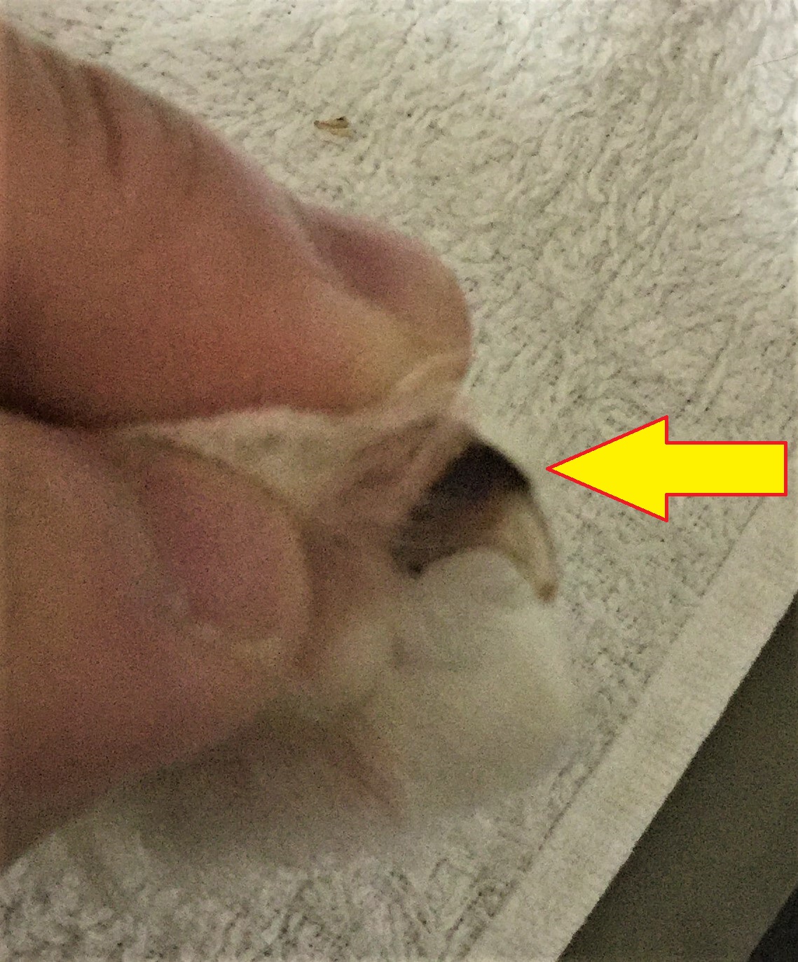 煎じていいよ