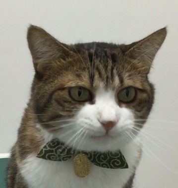 どろぼ