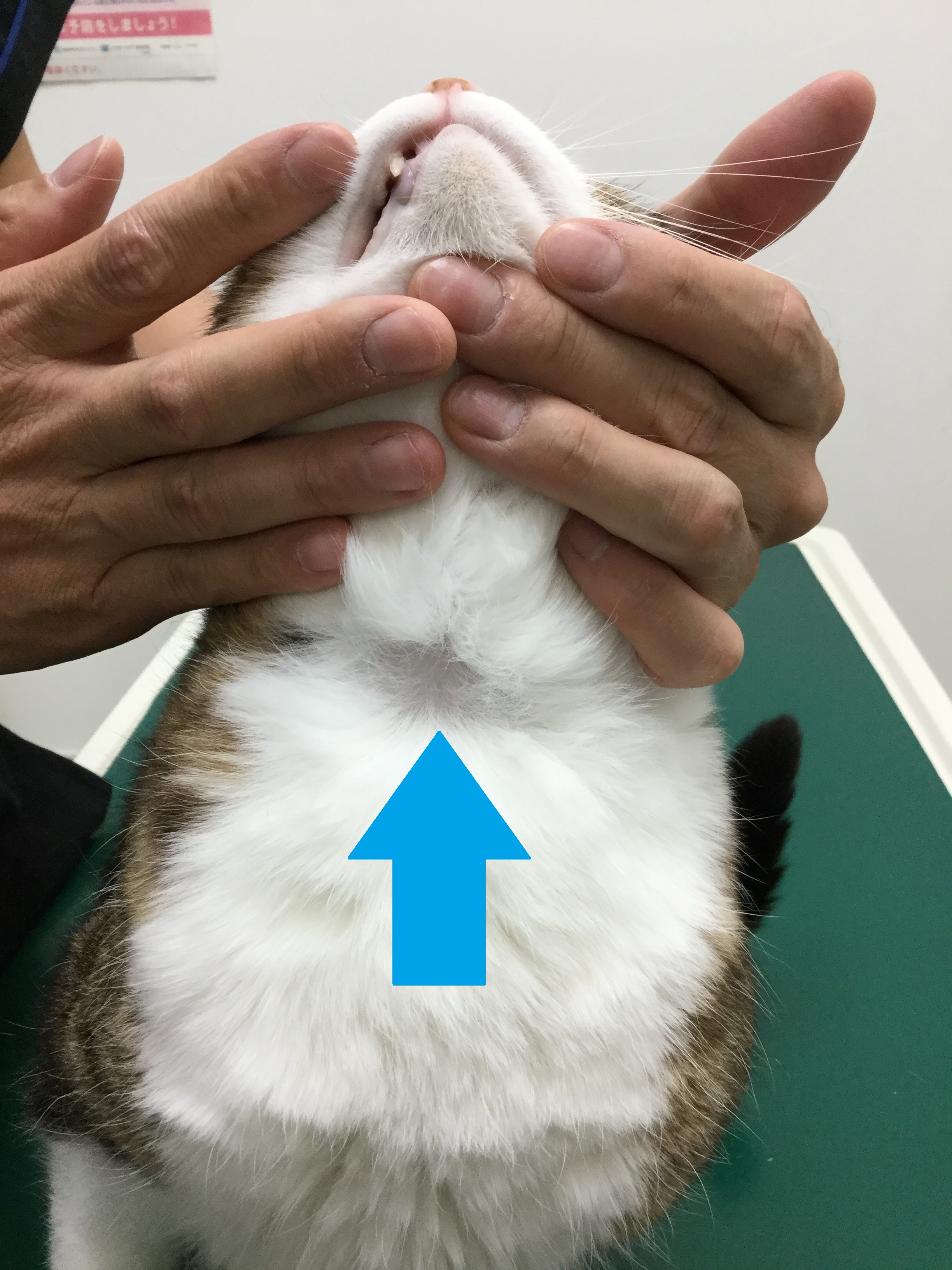 おはげ