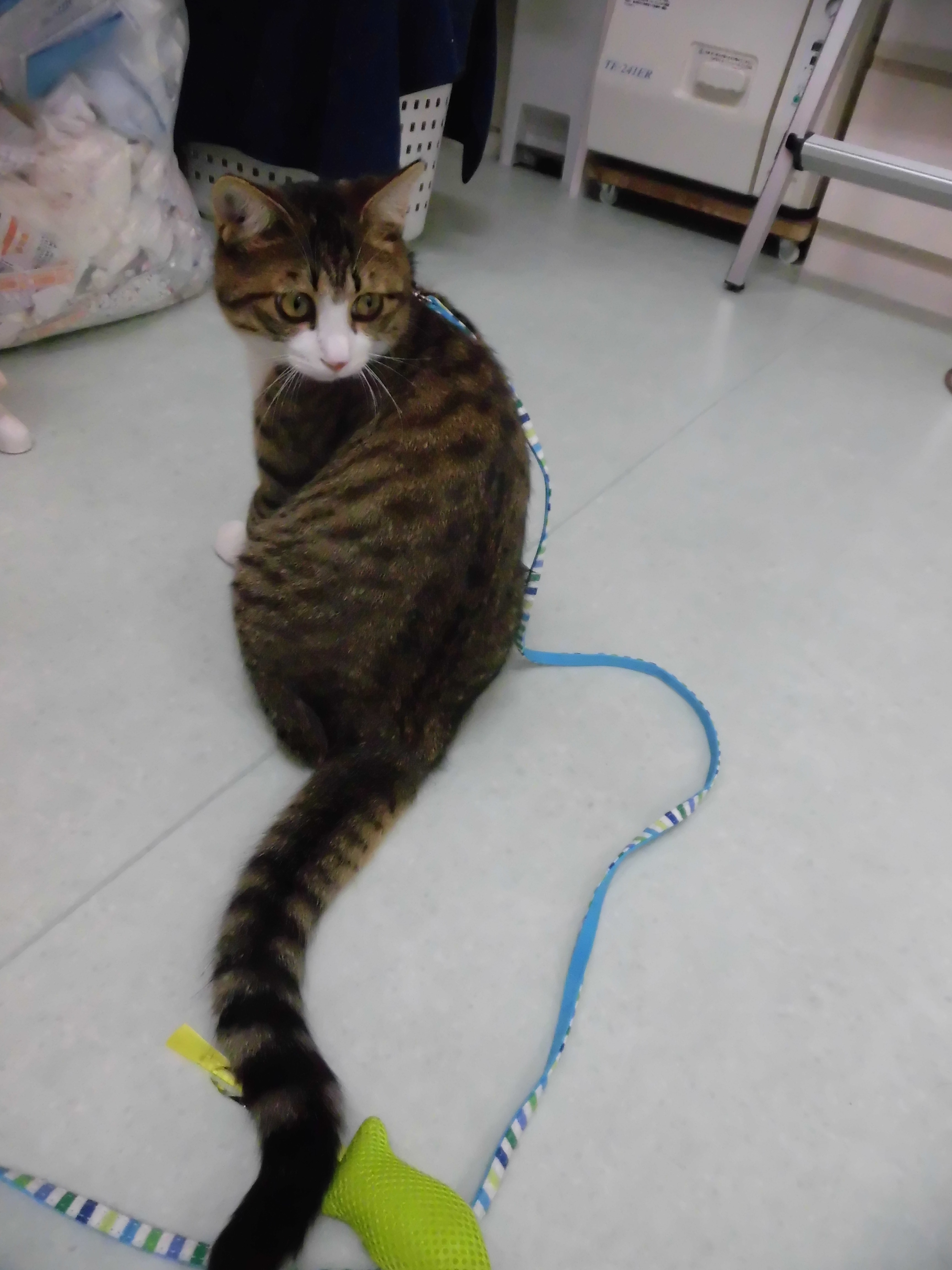 にょろん