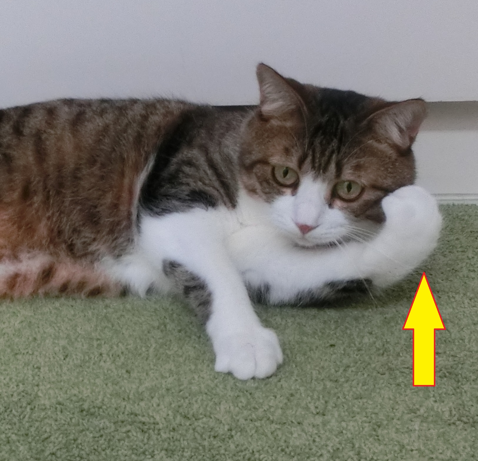 ふむふむ