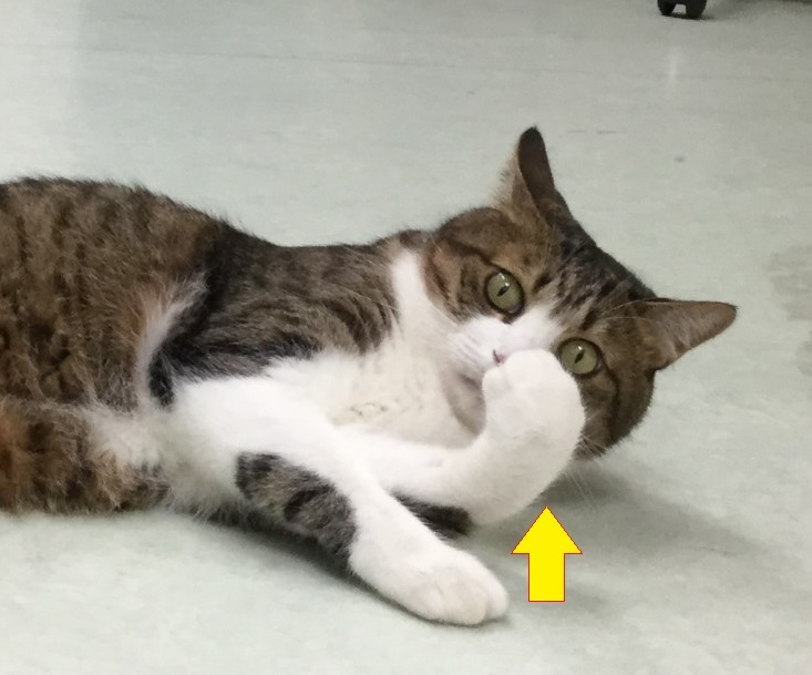 くんくん