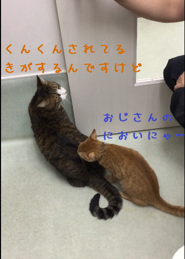 せなかがきになる