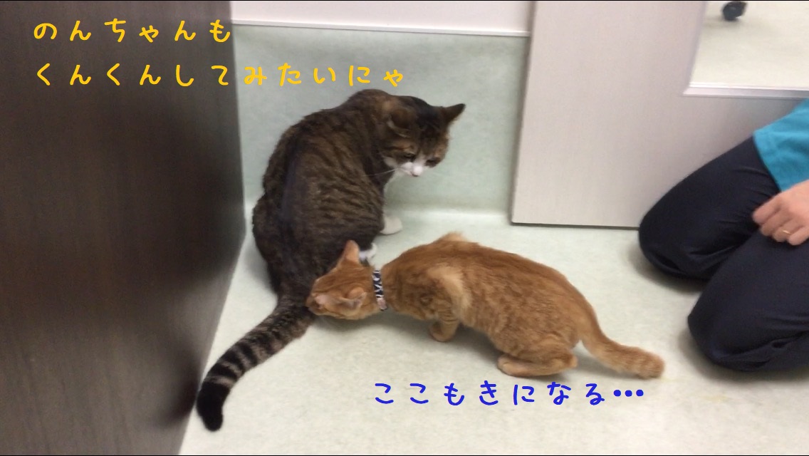 のんちゃんだって