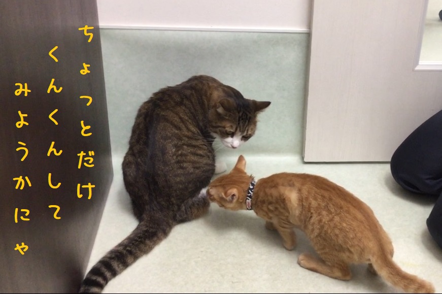 ちょっとだけ