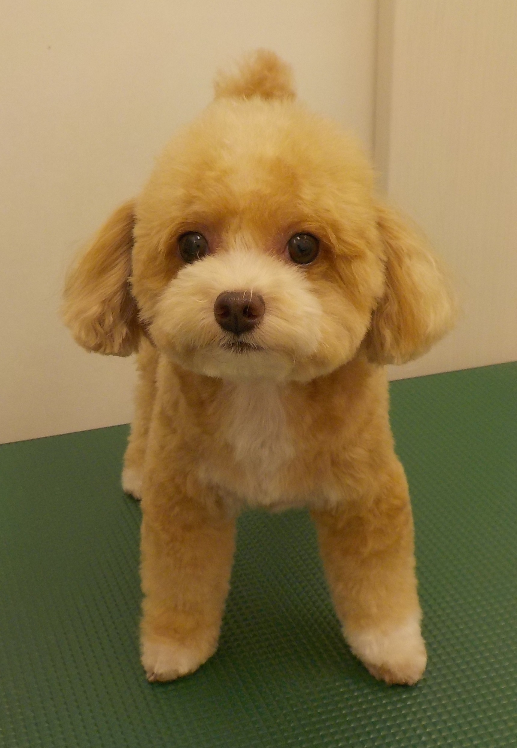 あんずちゃん