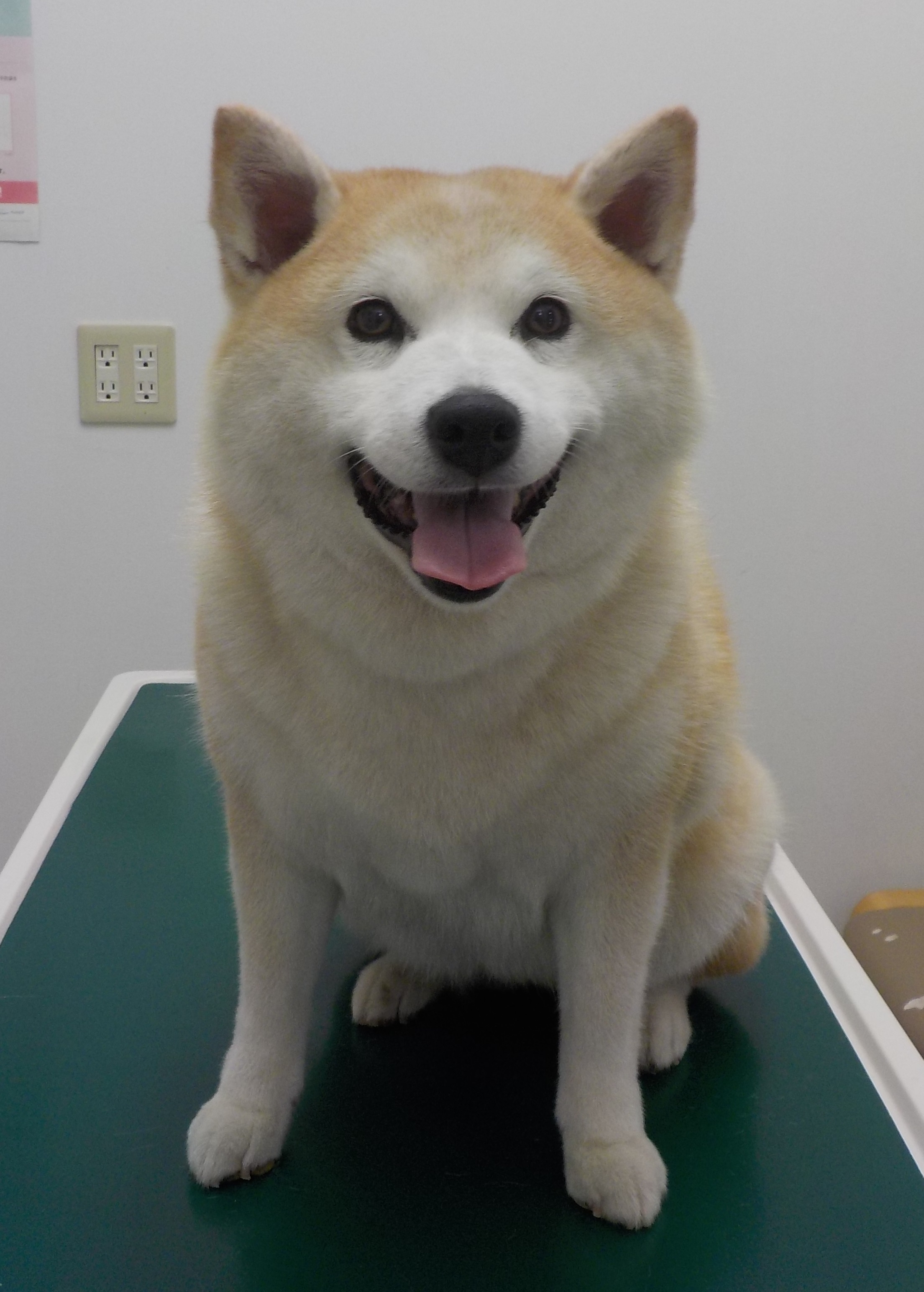 うめちゃん