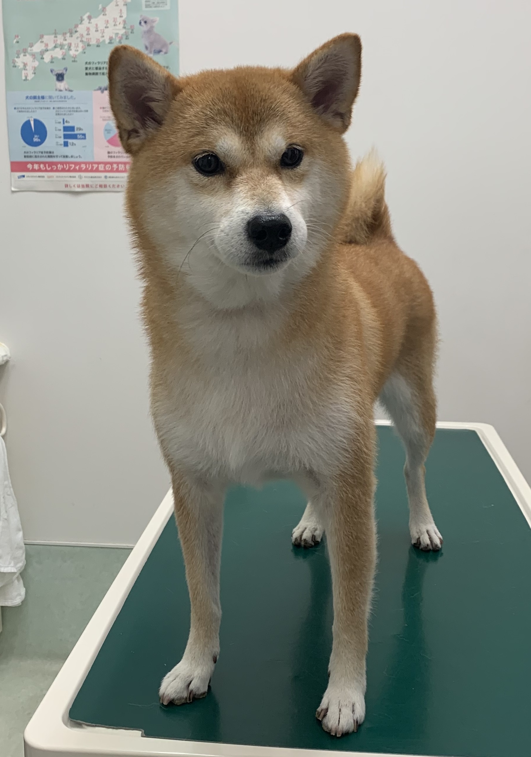 心愛ちゃん