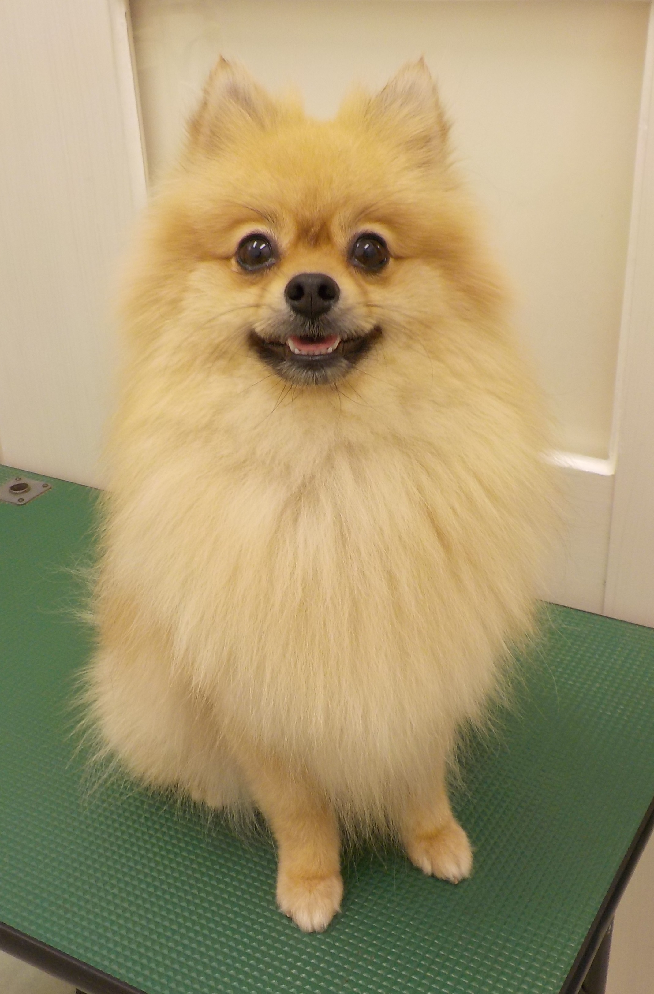 すずちゃん
