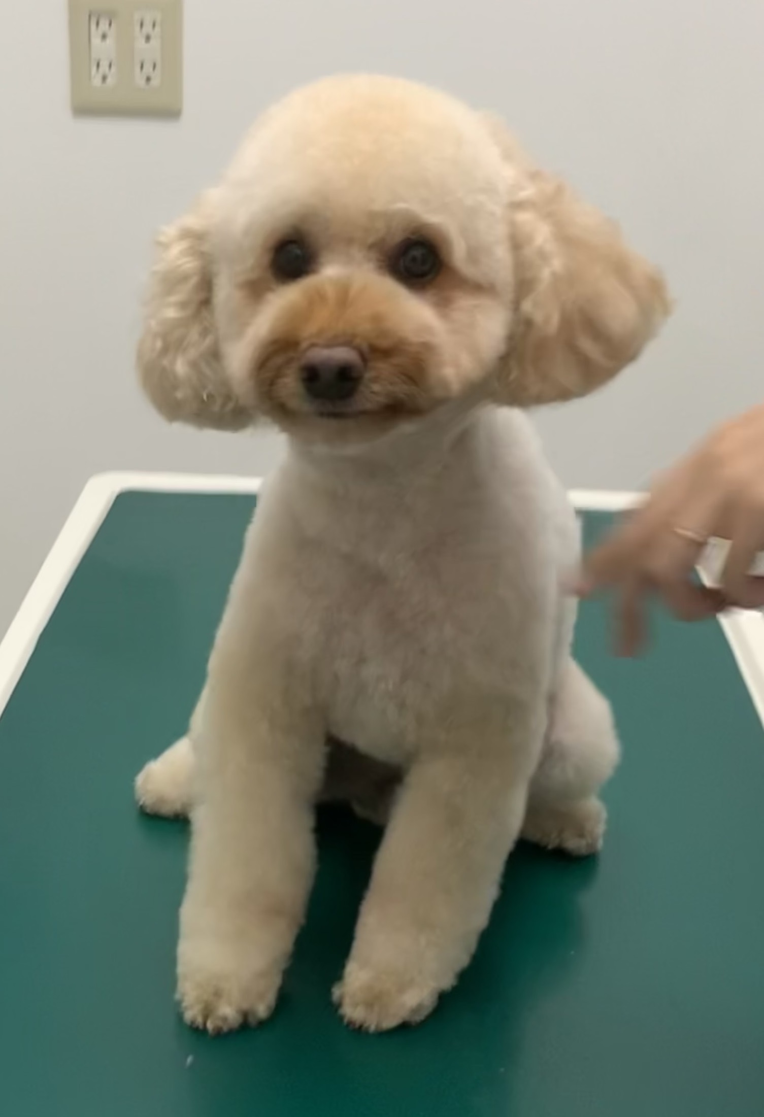 フィオちゃん