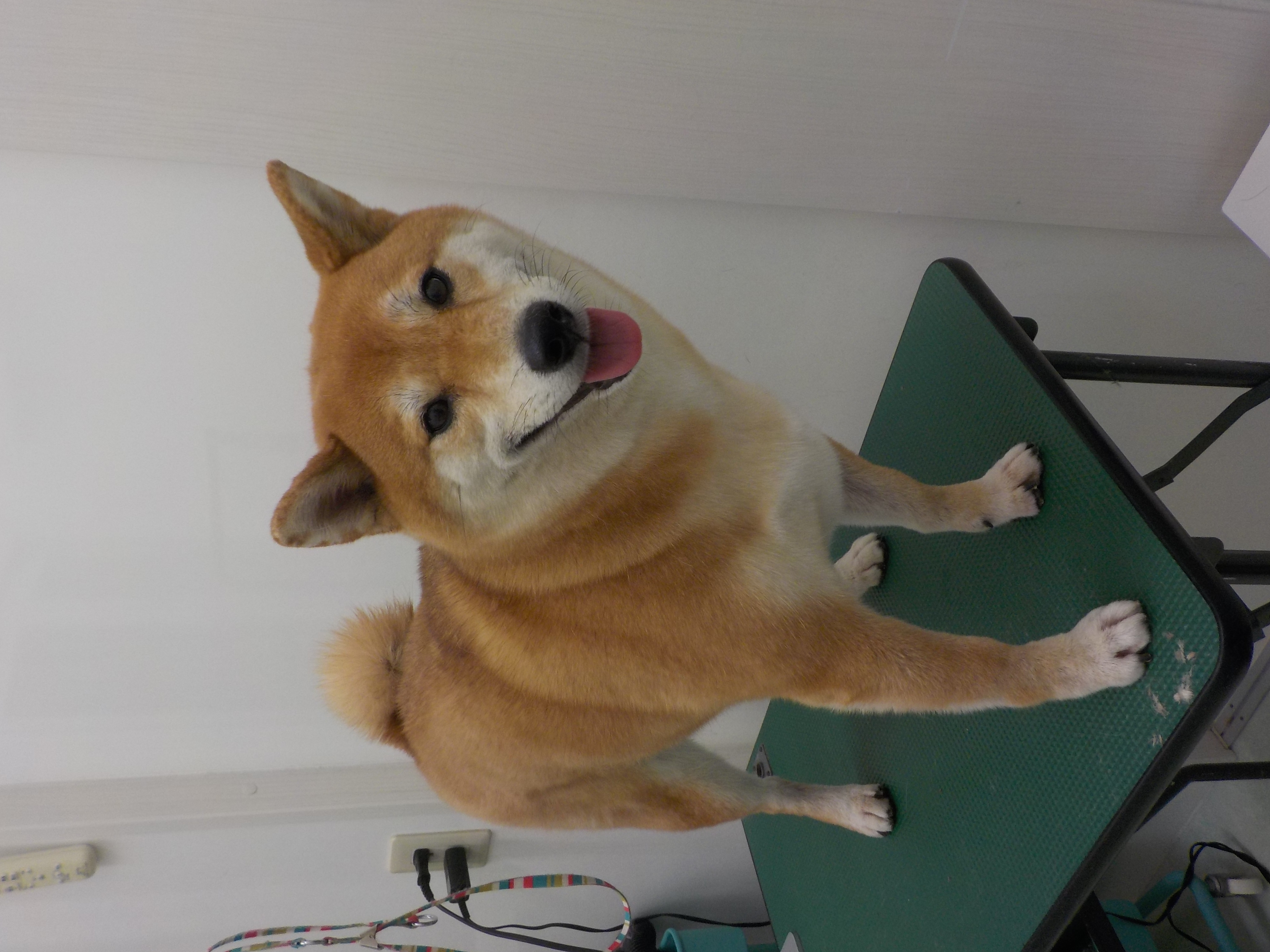 サニーちゃん