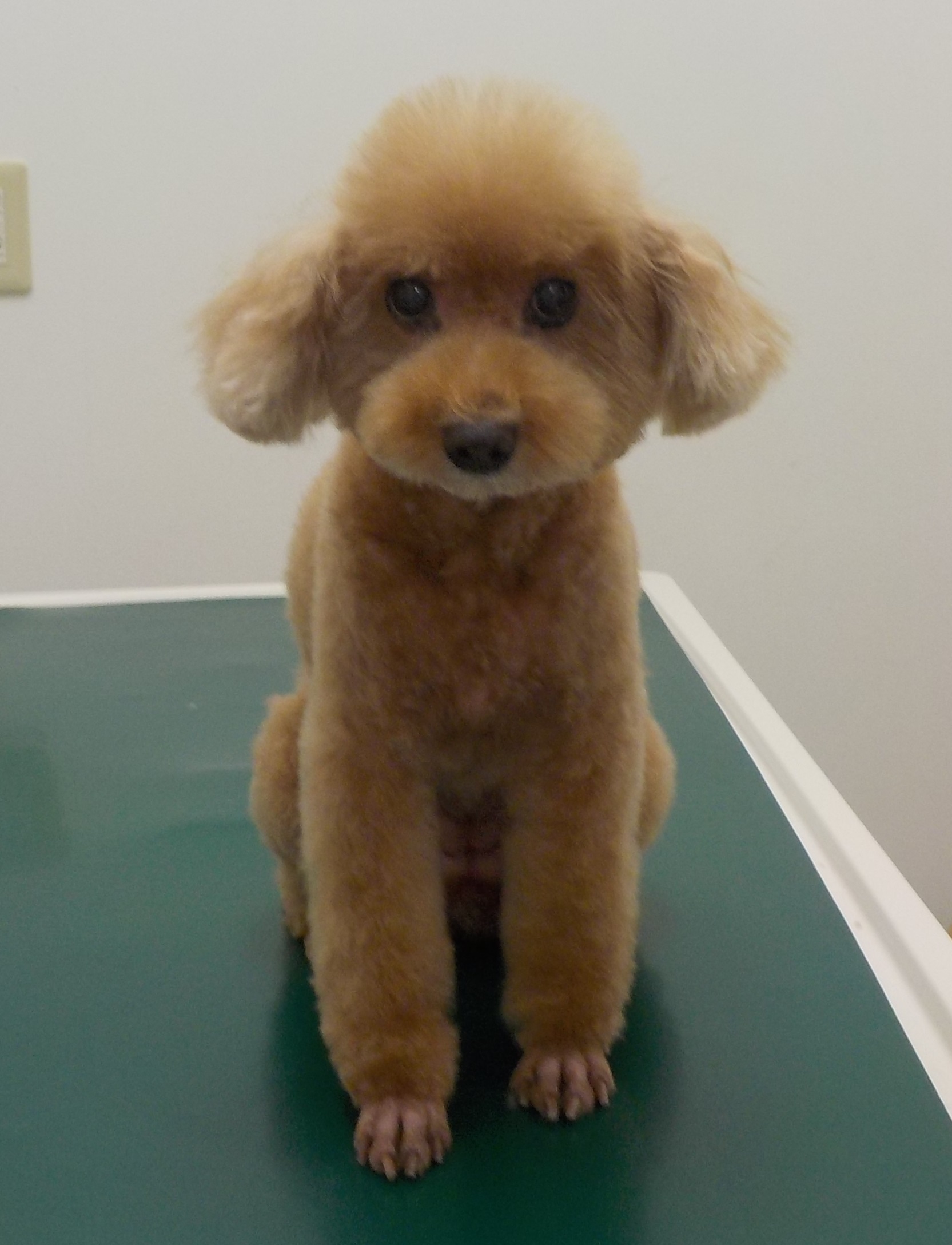 ニコちゃん
