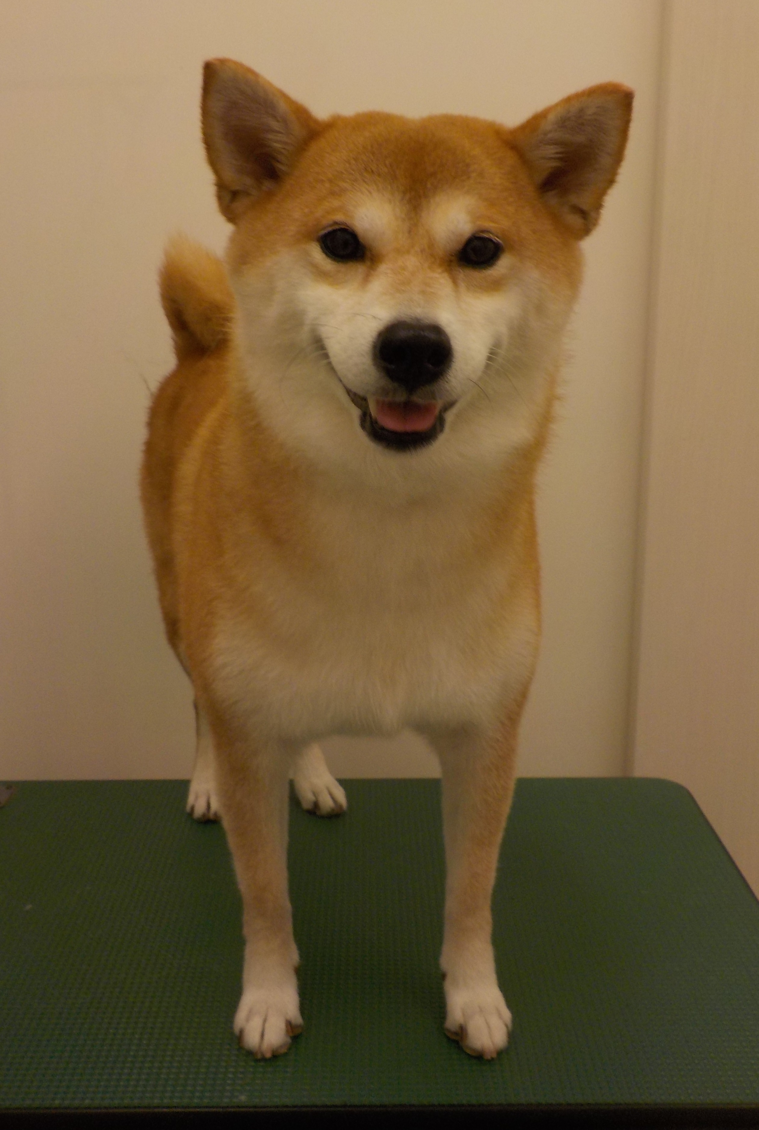 心愛