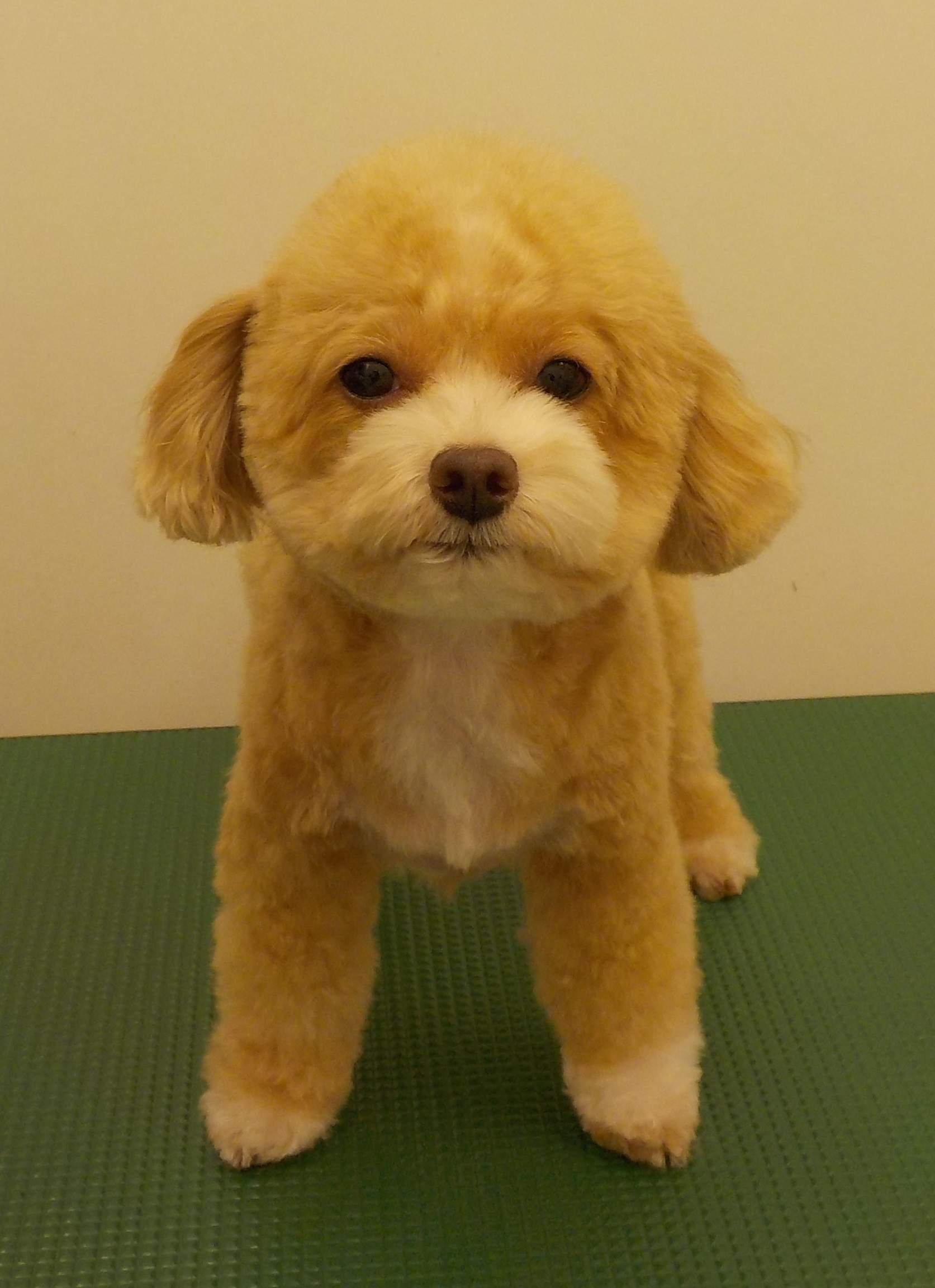 あんずちゃん