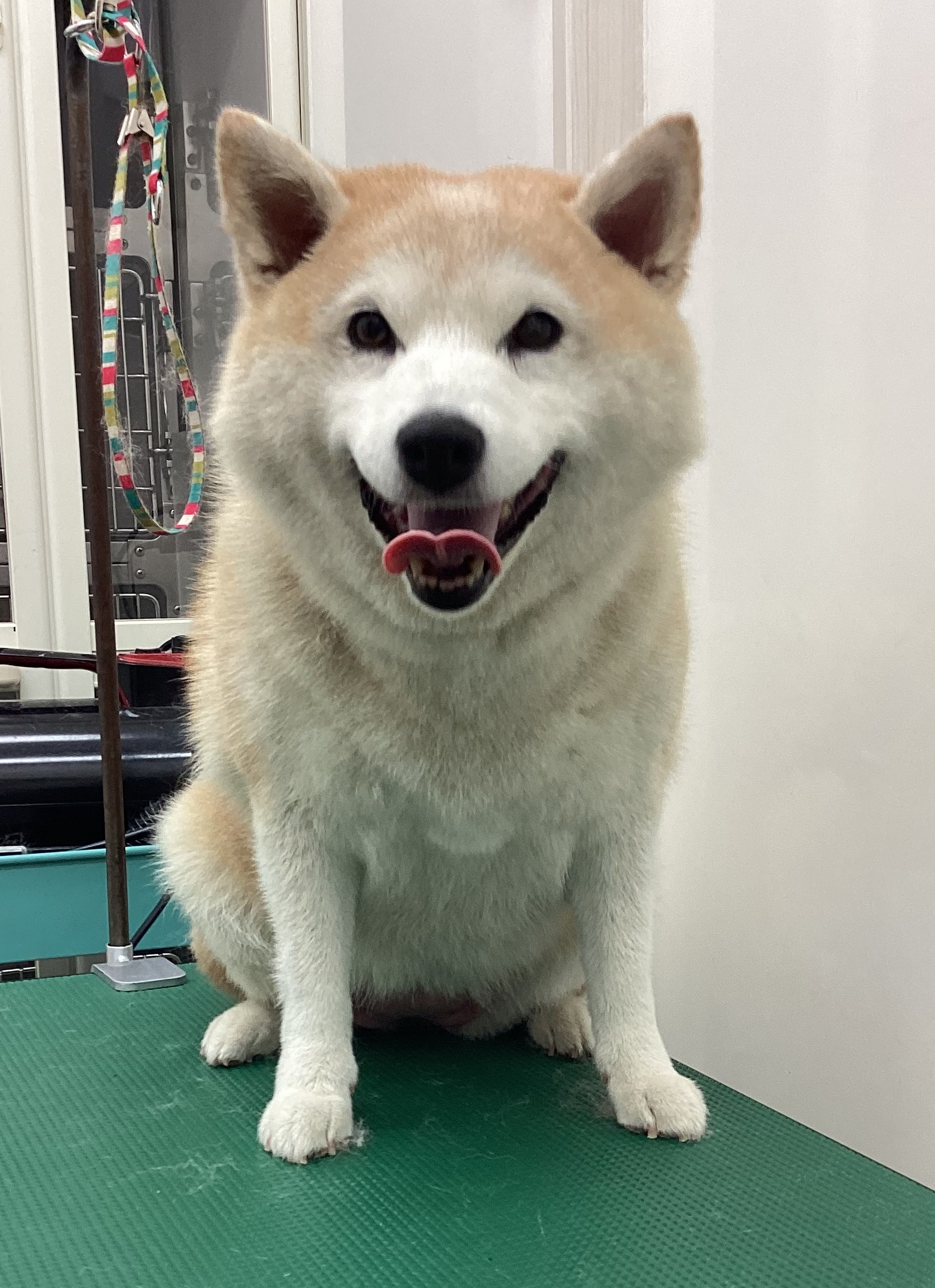 うめちゃん