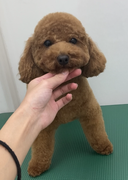 こむぎくん