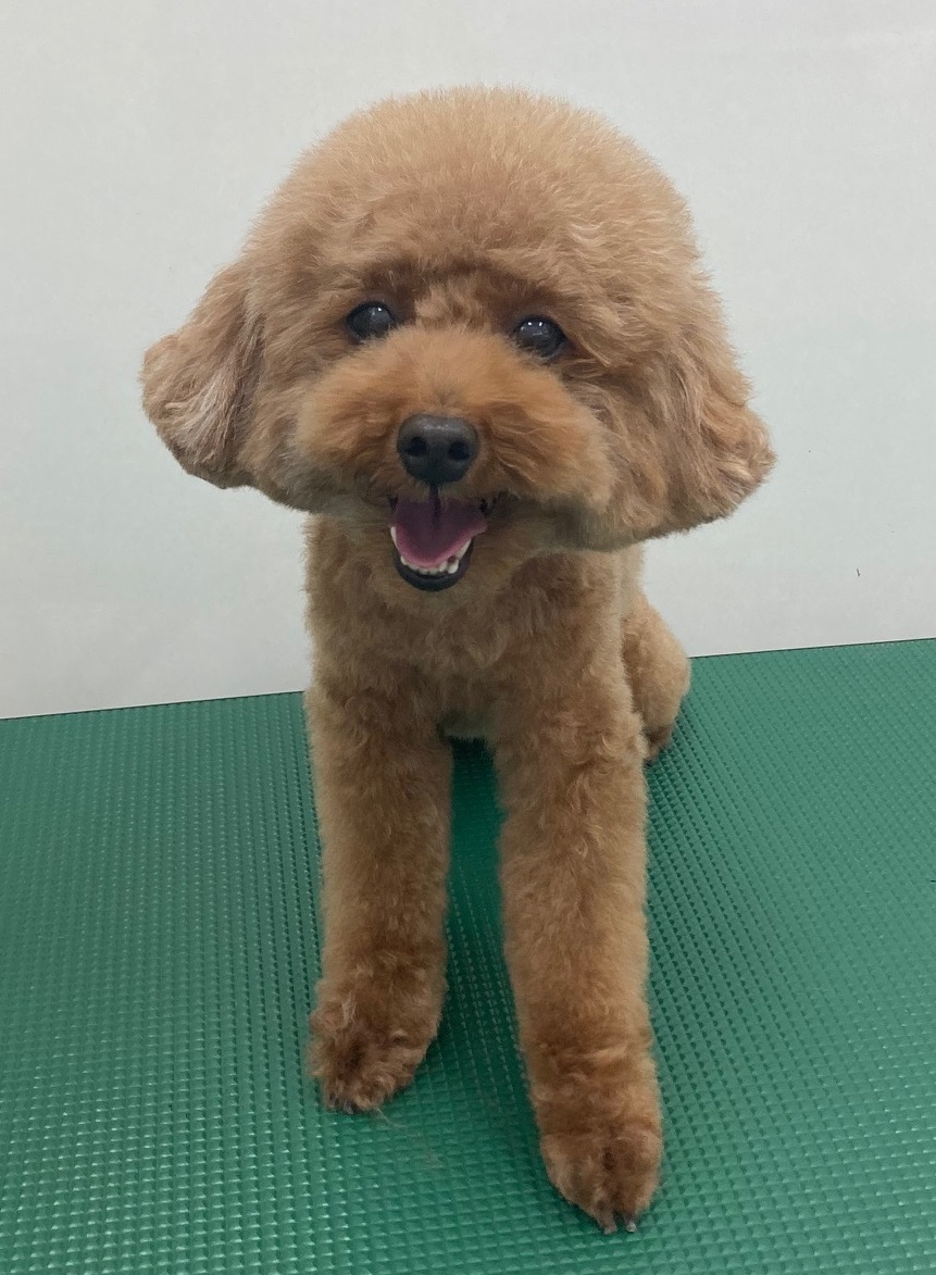 ココちゃん