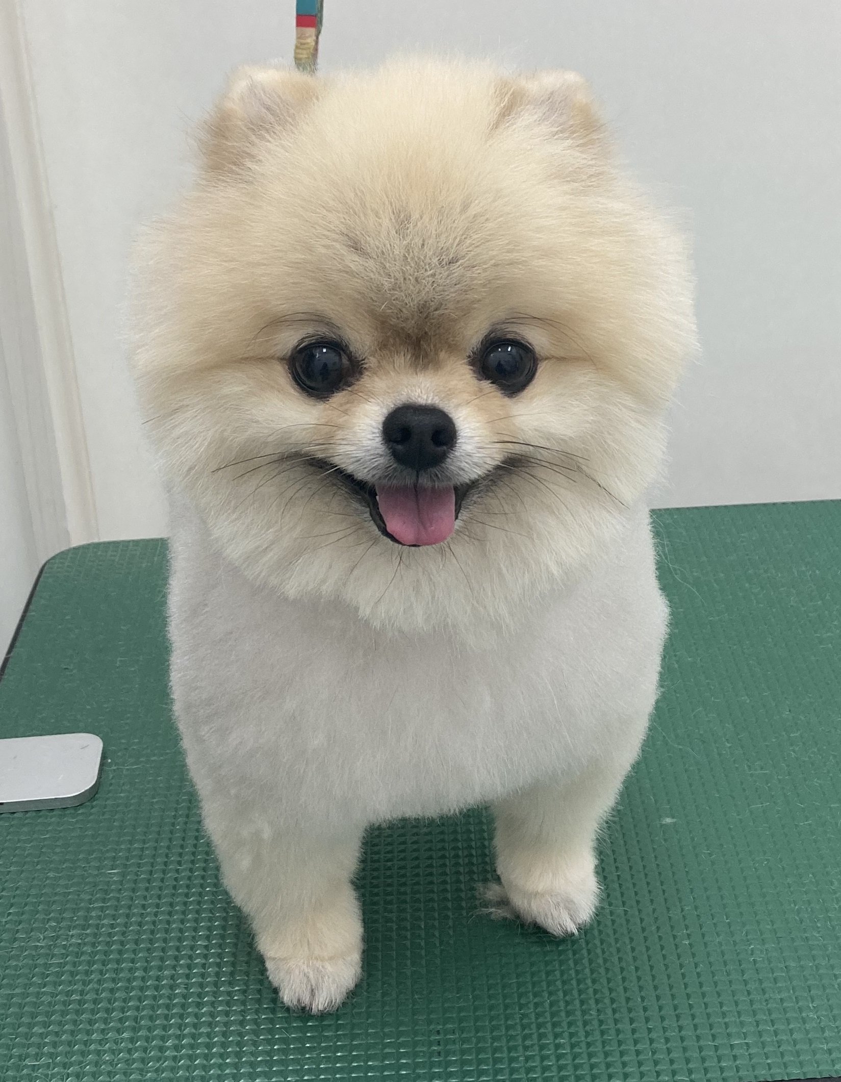 ショコラちゃん
