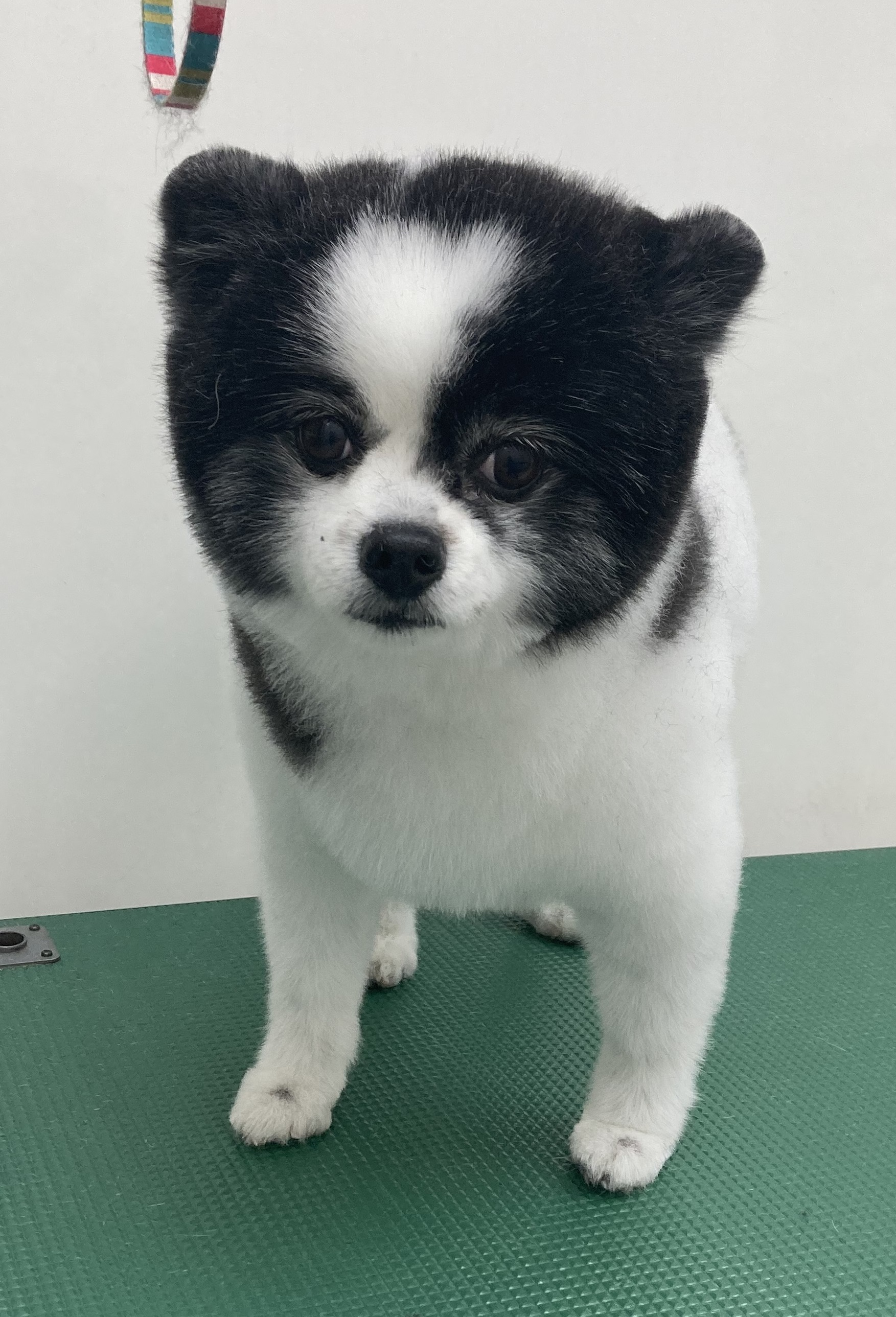 ころんちゃん