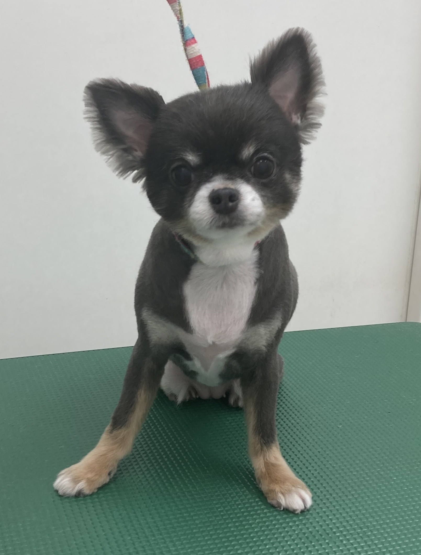 チロルちゃん