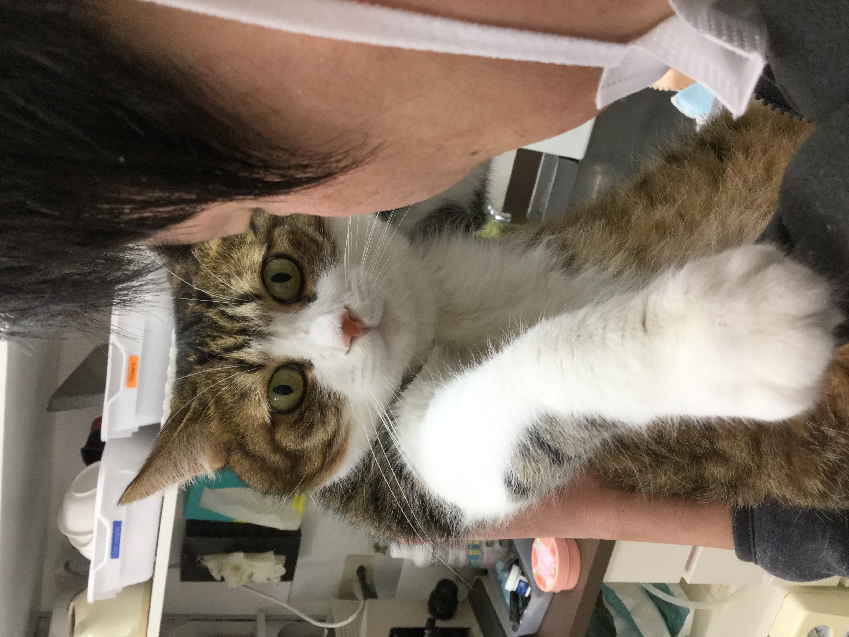 つまんないにゃ