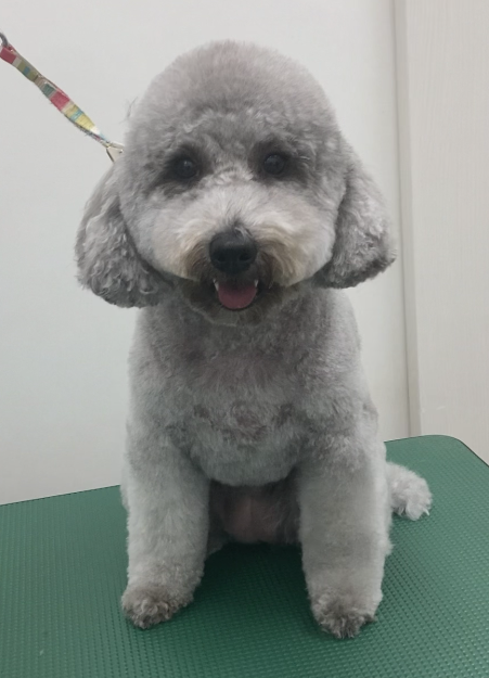 ふわりちゃん