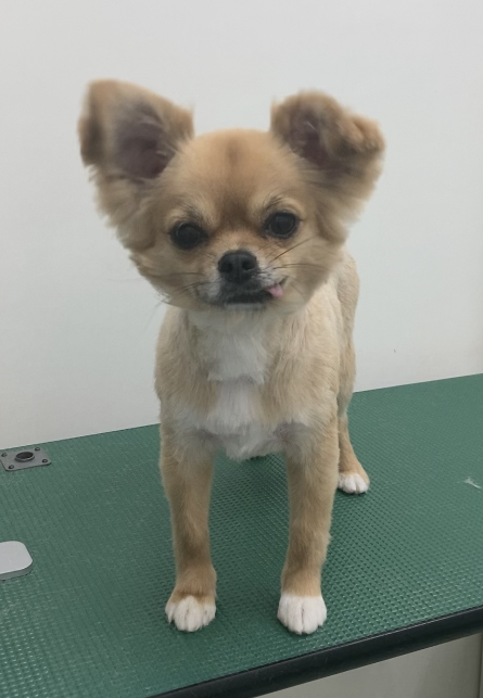 ペグちゃん