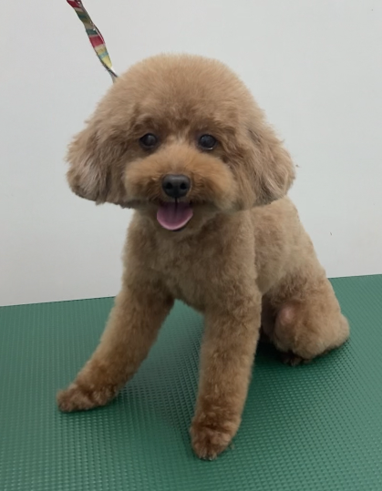 ココちゃん