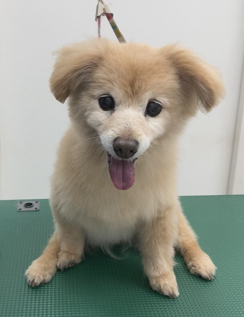 ラブちゃん