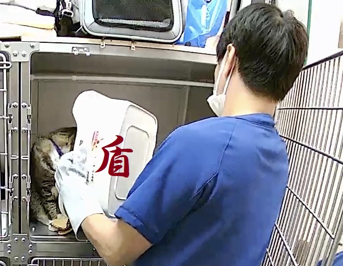 盾