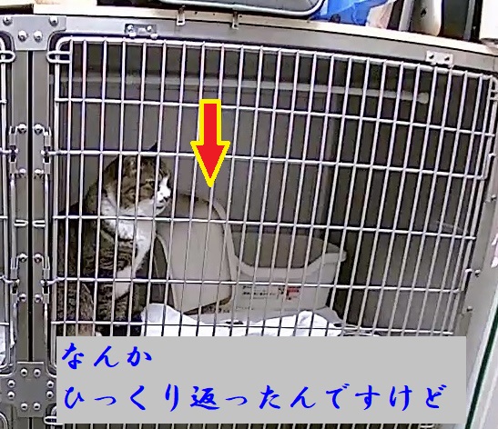 困惑レオくん