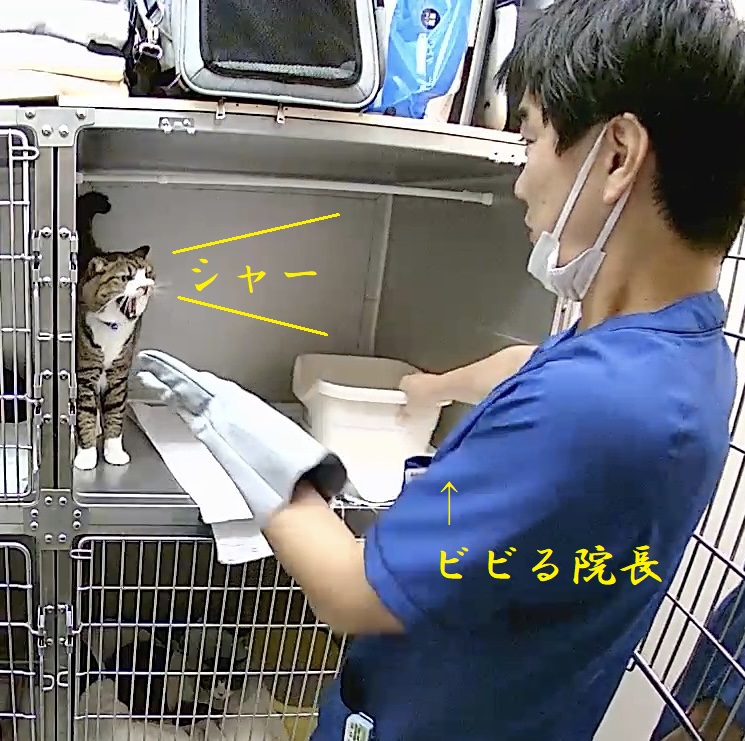 ご機嫌伺い