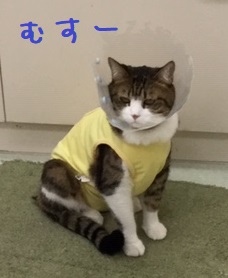 むすー