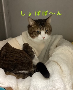 しょんぼり
