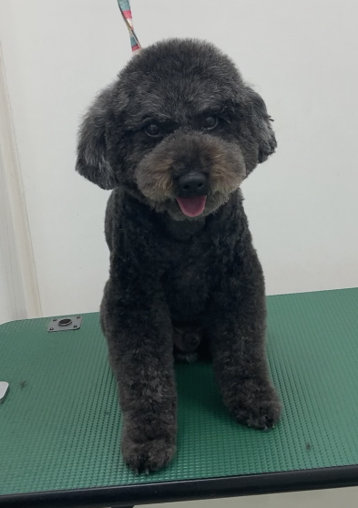 ゴマくん
