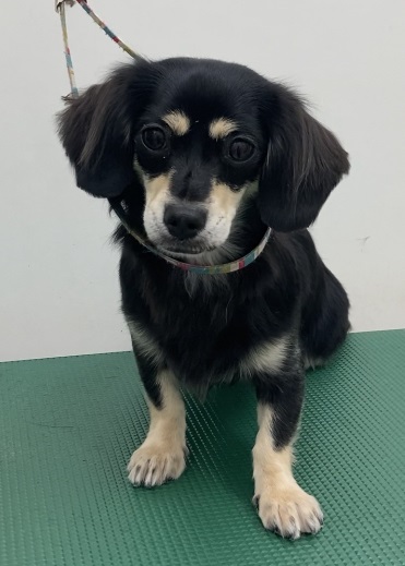 しずくちゃん