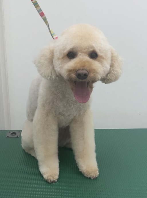 フィオちゃん