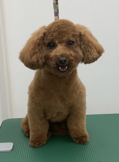 こむぎくん