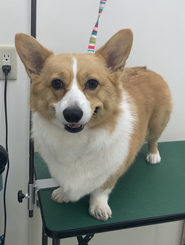 ヒバナちゃん