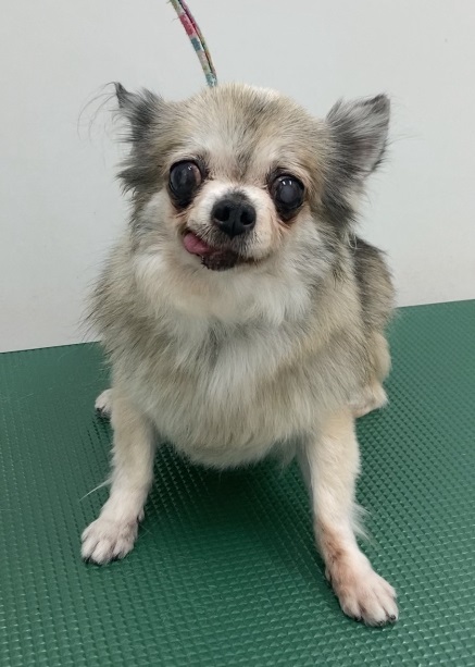 パールちゃん