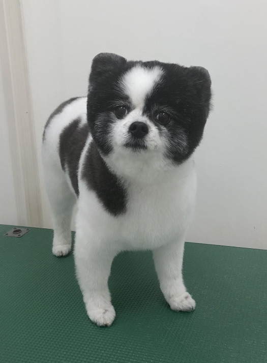 ころんちゃん