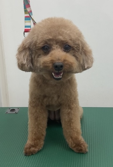 ココちゃん