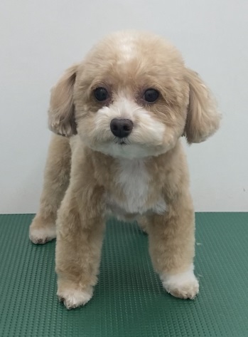 あんずちゃん
