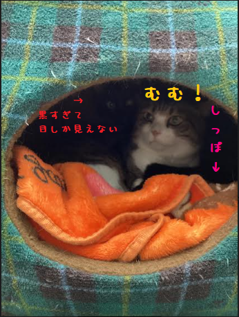 侵略